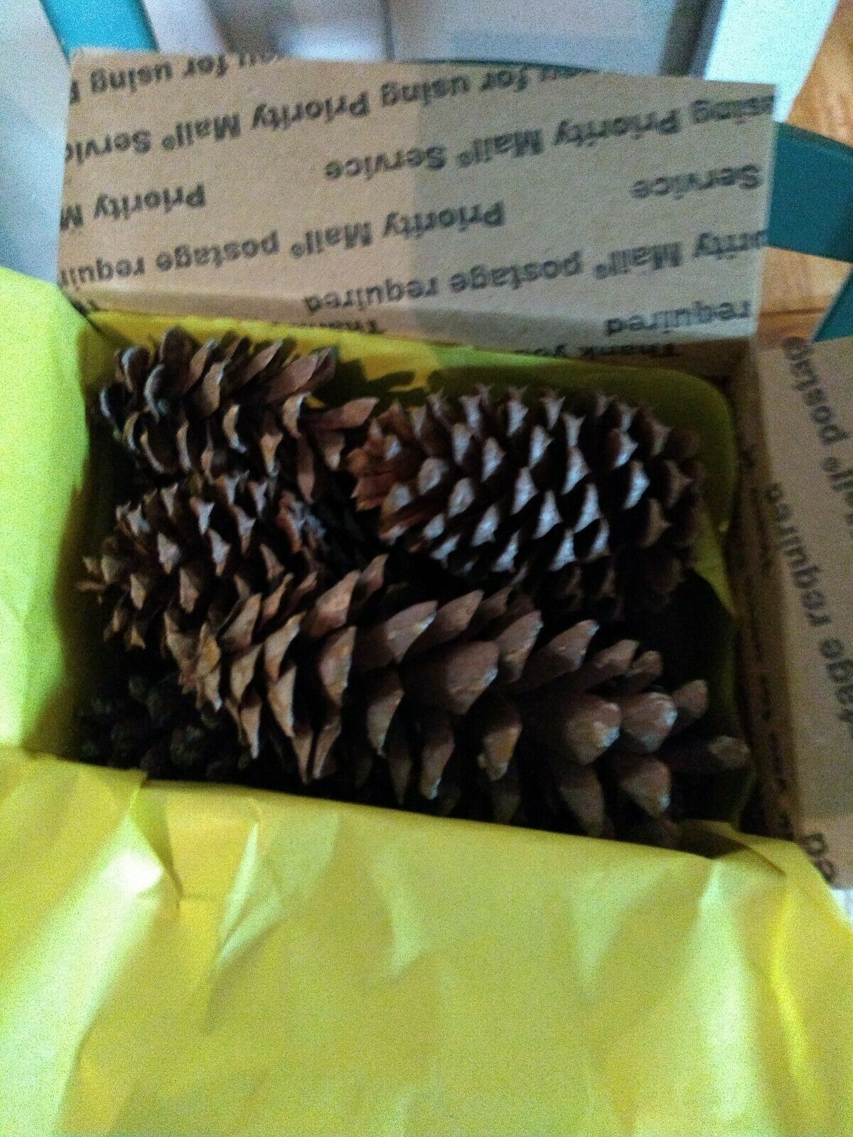 25+ Pine Cones Two Varieties 3" - 6 1/2" Long Tennessee Free Shipping