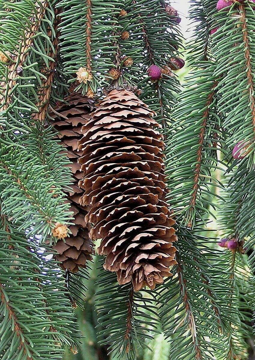 Pine Cones | Pine Cone Filler | Natural Blue Spruce 1.5-2.5
