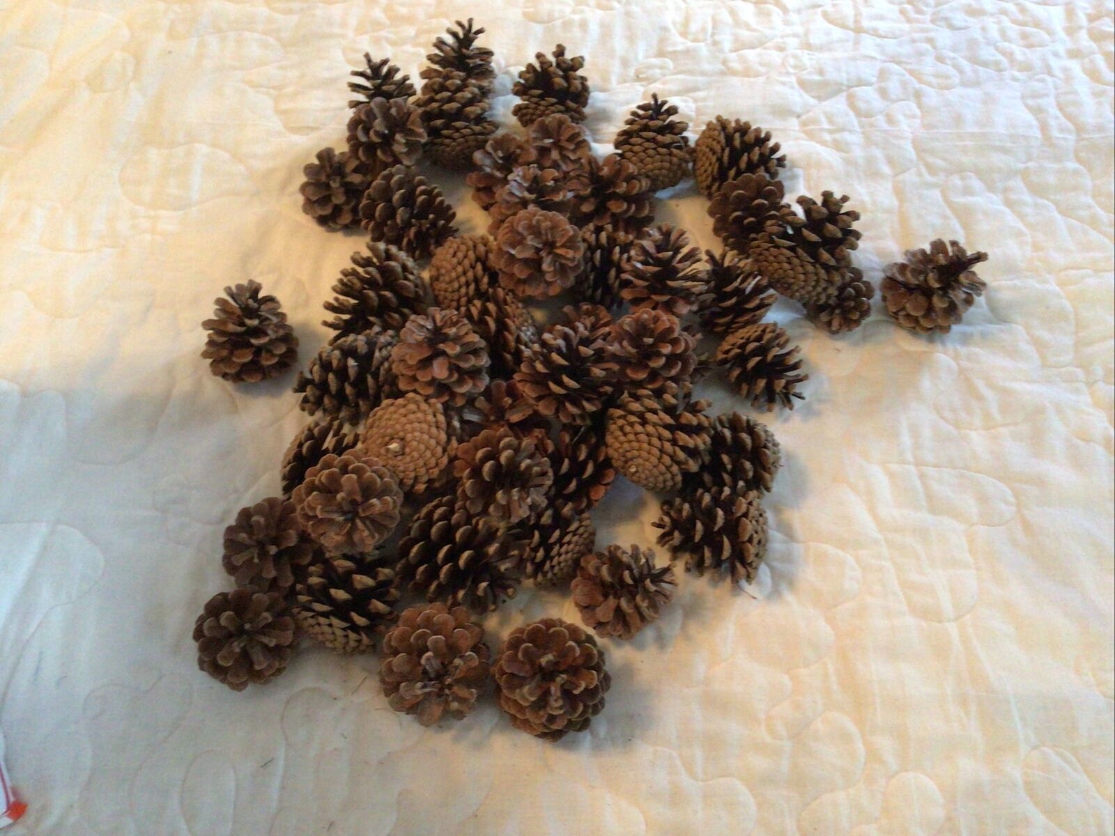 Natural Pine Cones, Real Pinecones Great For Crafts Lot Of 50 Sizes 2.5-4