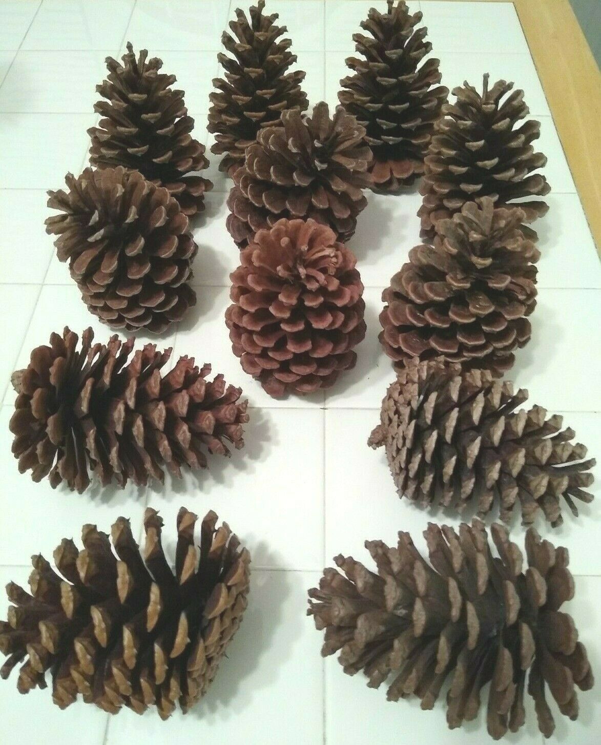 Texas Pine Cones, X-large (5" To 5-1/2" Tall, 3-1/2" To 4-1/2" Wide) Set Of 12