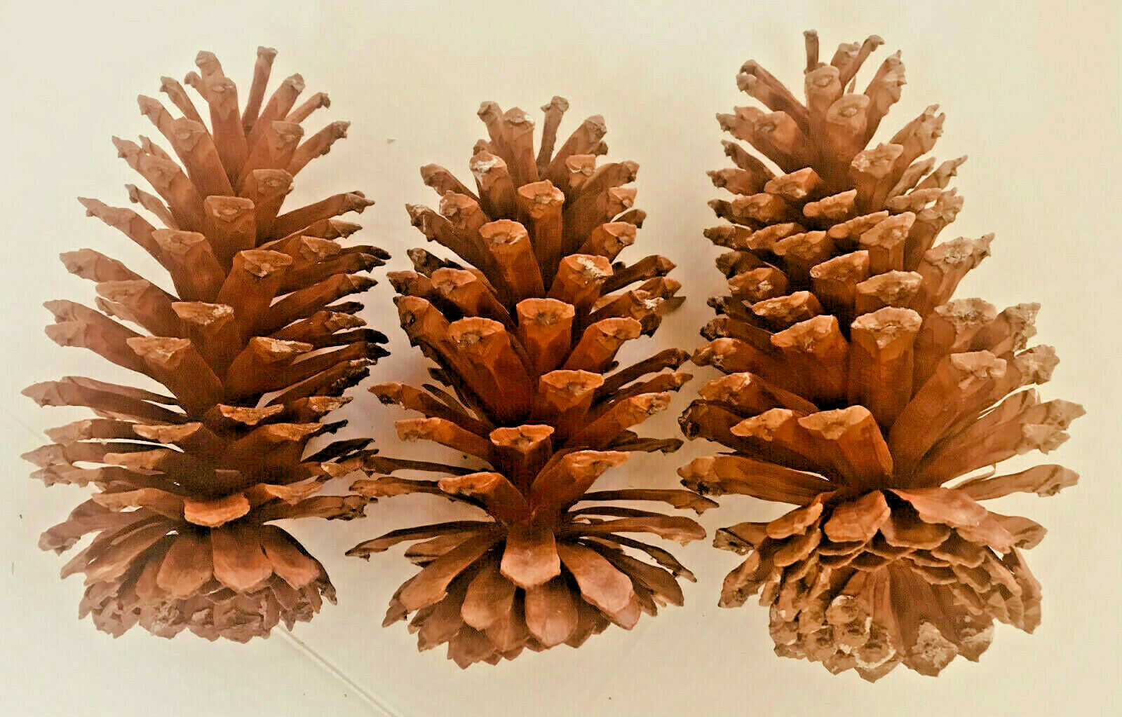 3 Pine Cones Natural 8" - 9" High ~ 4 - 4 1/2" Wide Across Crafts Wreath