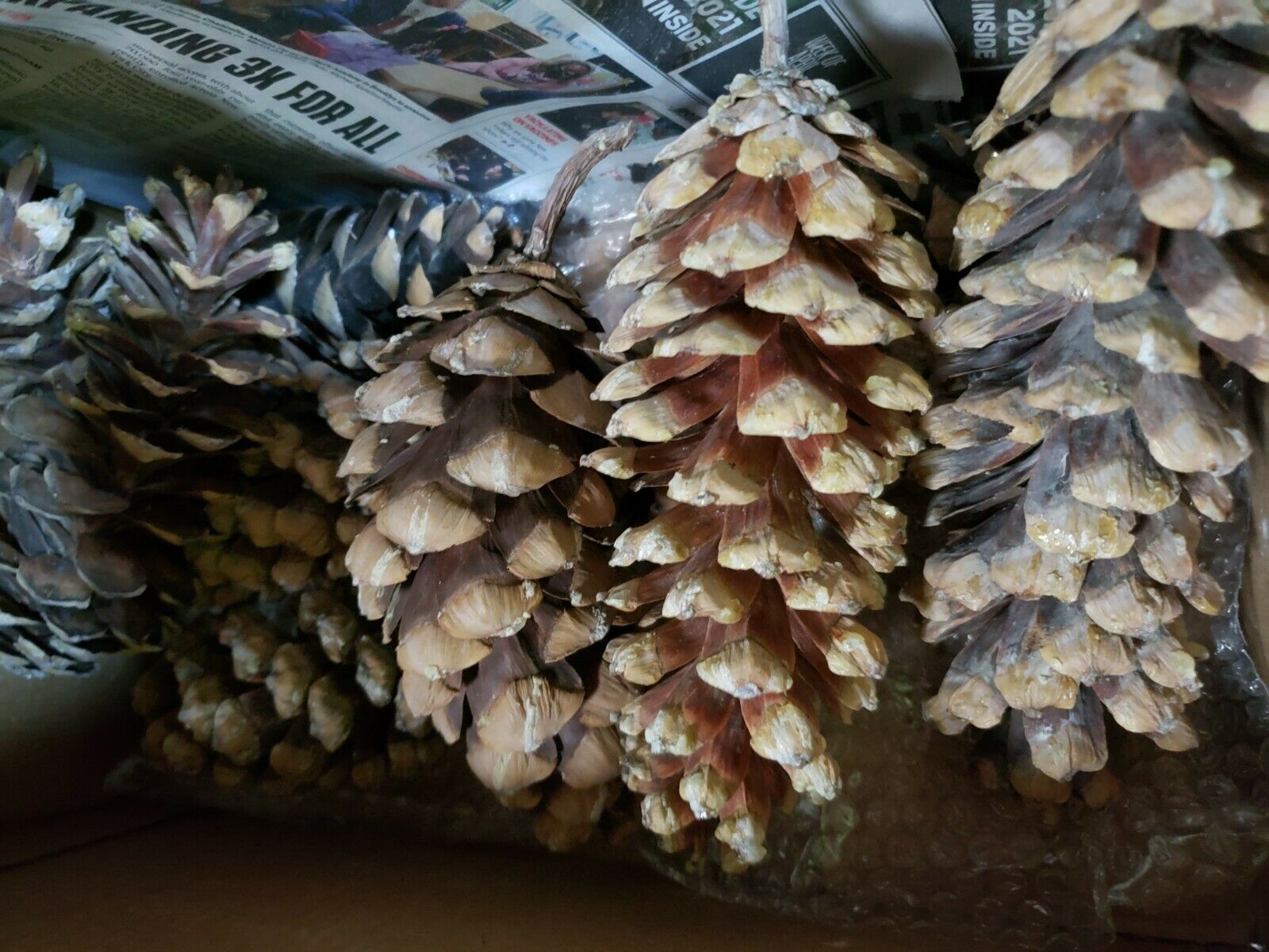 10 Central Park Xl Eastern White Pine Cones 7" -11" For Diy  Arts And Crafts