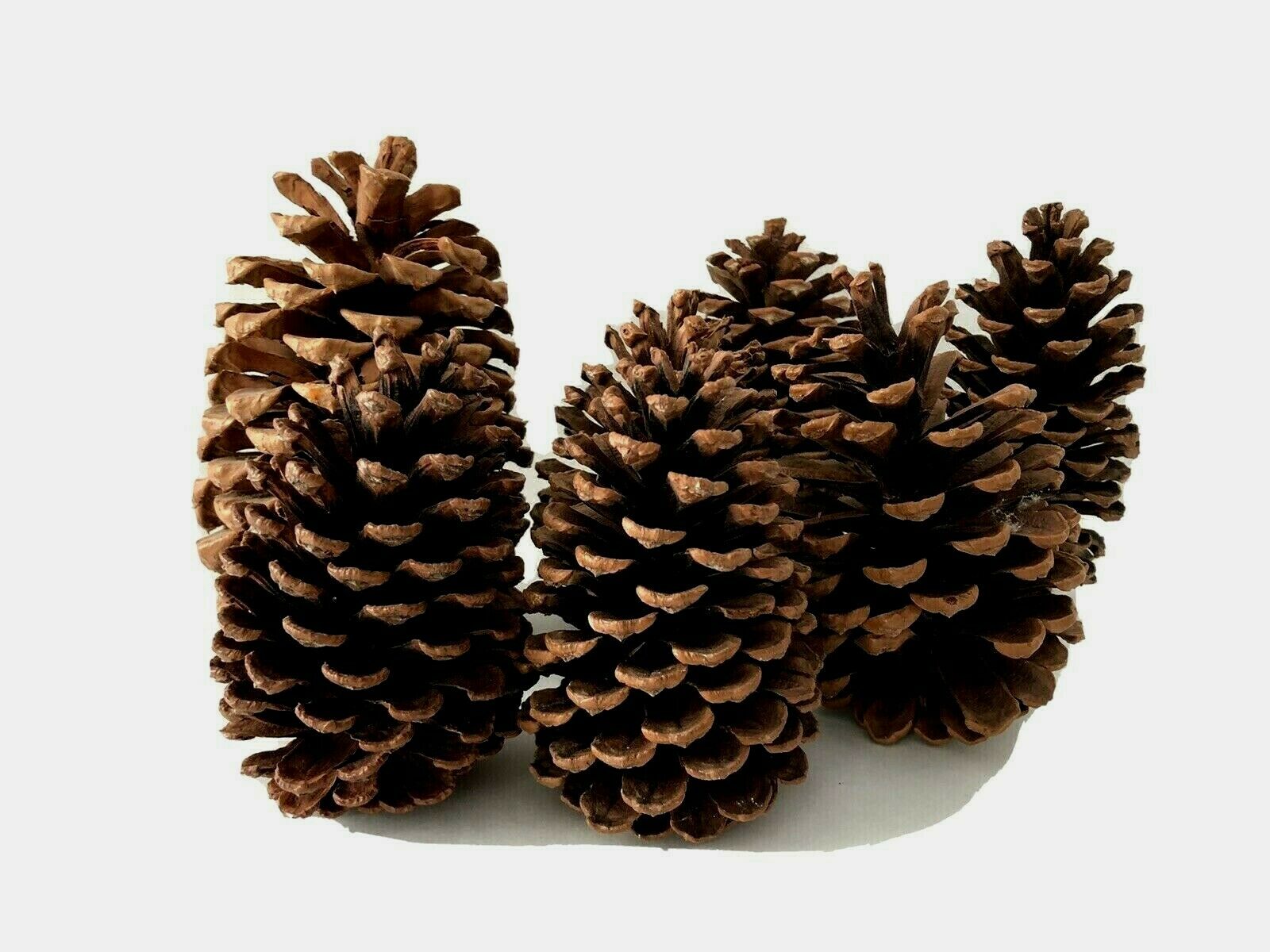 7 Big Pine Cones For Crafts - Different Sizes - 5 To 6-1/2 Inch Tall