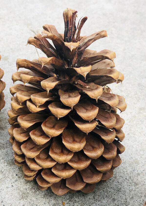 Set Of 2 - Large Sugar Pine Cones From South Shore Lake Tahoe N California 6-8"