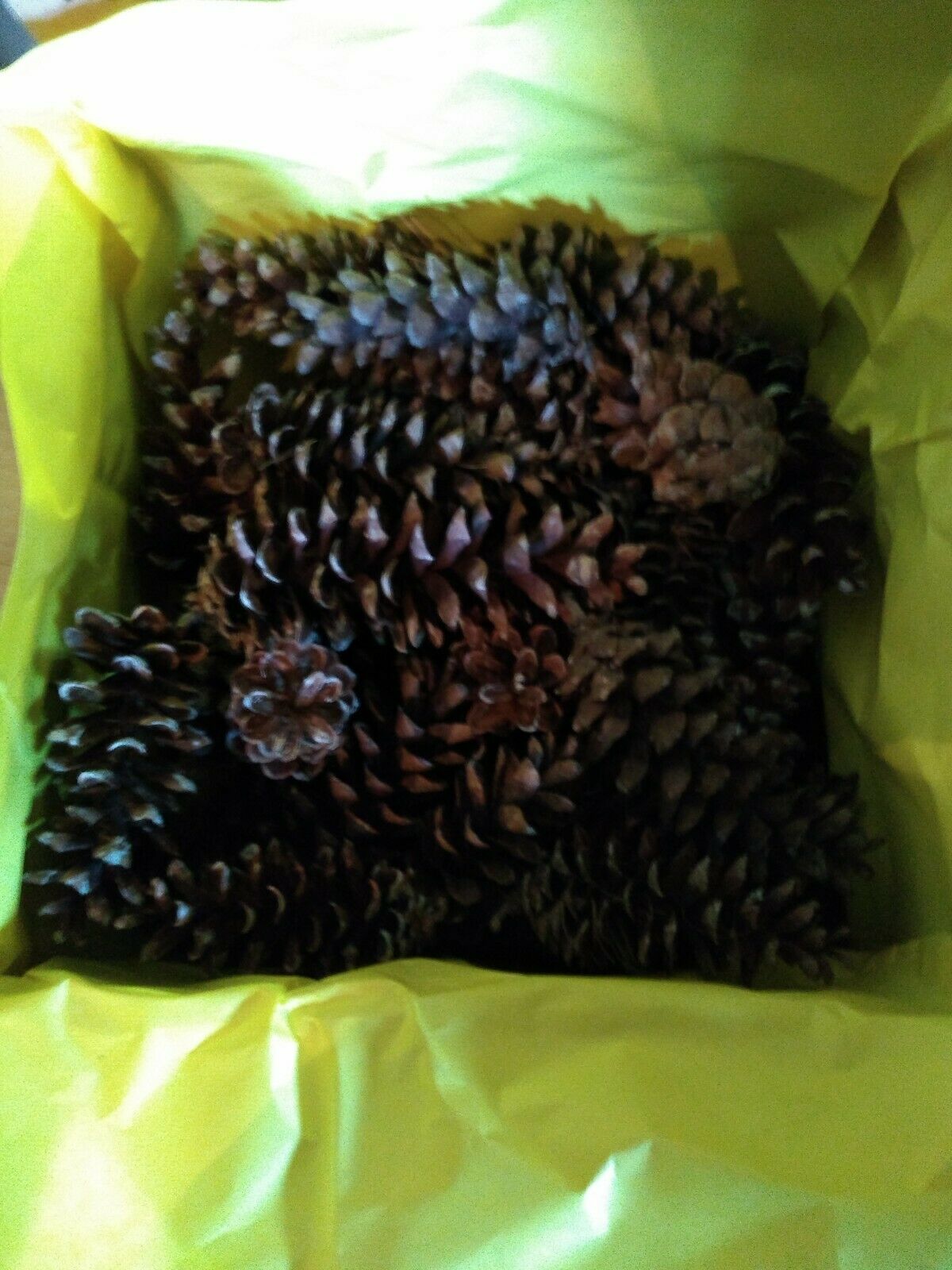 50 + TENNESSEE PINE CONES 3 1/2