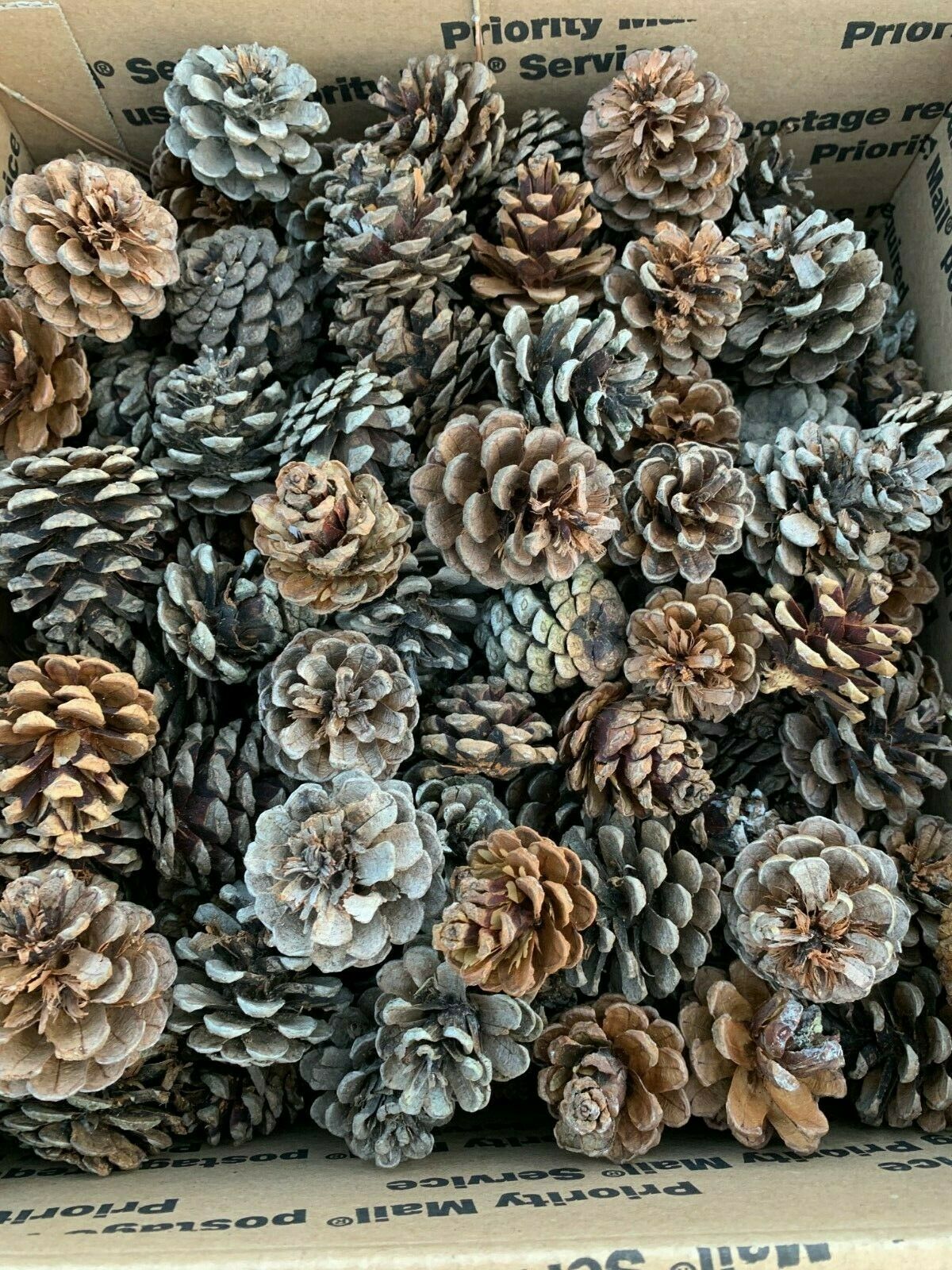 Pine Cones, Seconds, Imperfect, Red Pine Cones, 100 Cones