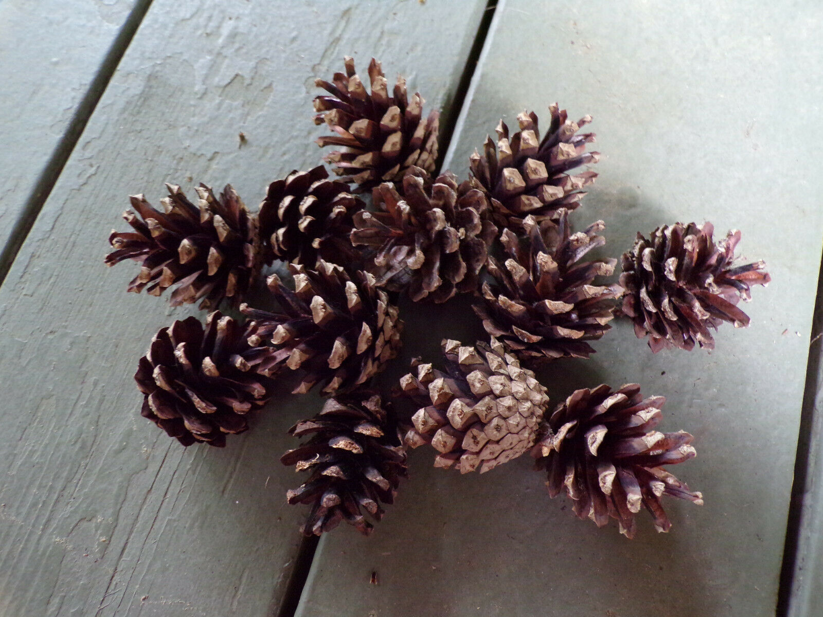 Scotch Pine Cones - Quantity of 12 - Organically grown & sustainably harvested!