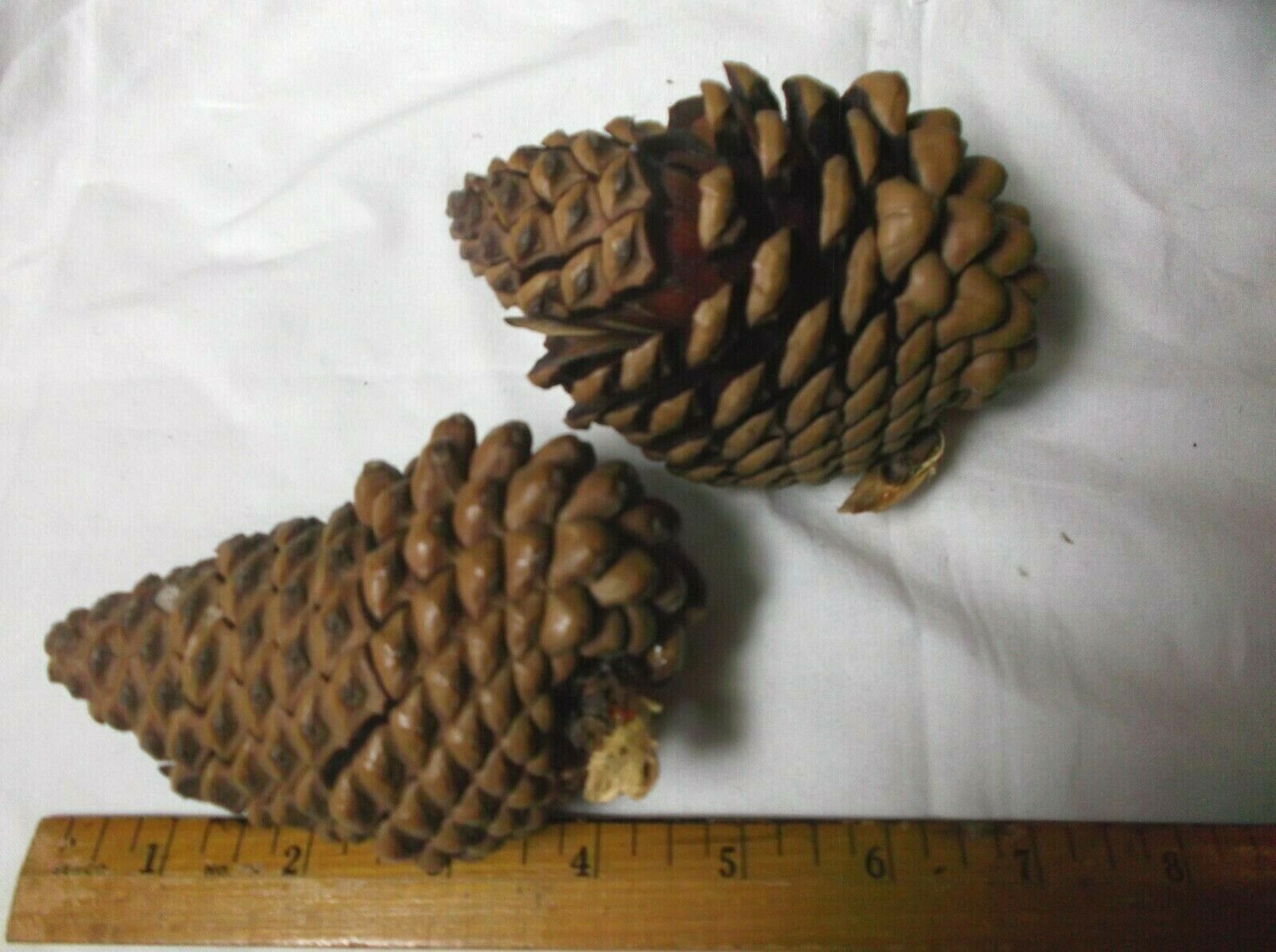 Pine Cones For Crafts  Real Wreaths Decorations Knobcones?