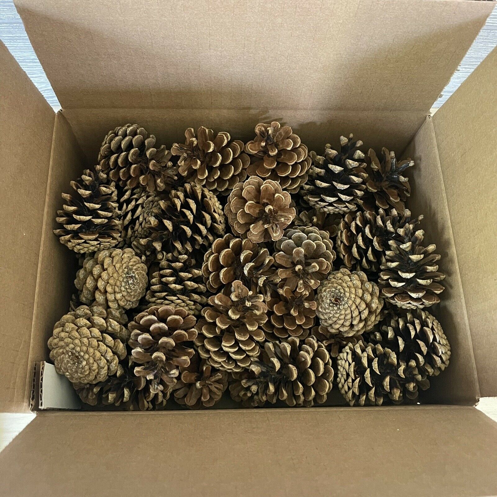Oregon Pine Cones 2”-4” Crafting 45 Count Beautiful Brown Color Not Weathered