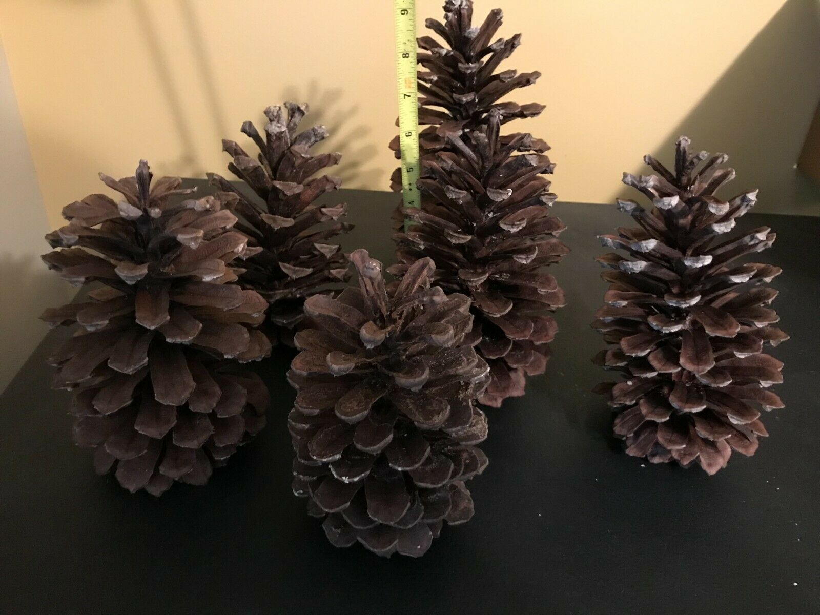 5 Pine Cones Jumbo Size 6" To 9" Florida Xlg Pinecones