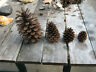 Pine Cones from North Carolina, ALL Sizes, Price per Dozen, Specify Open/Closed